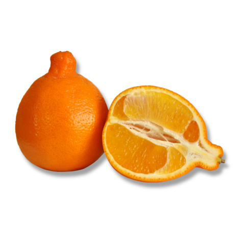 Minneola Tangelos