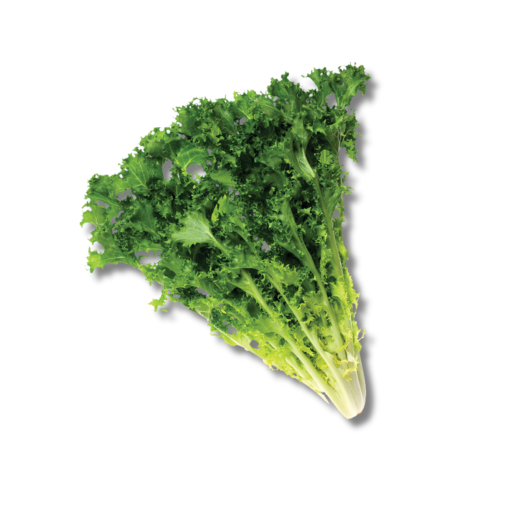 Curly Endive