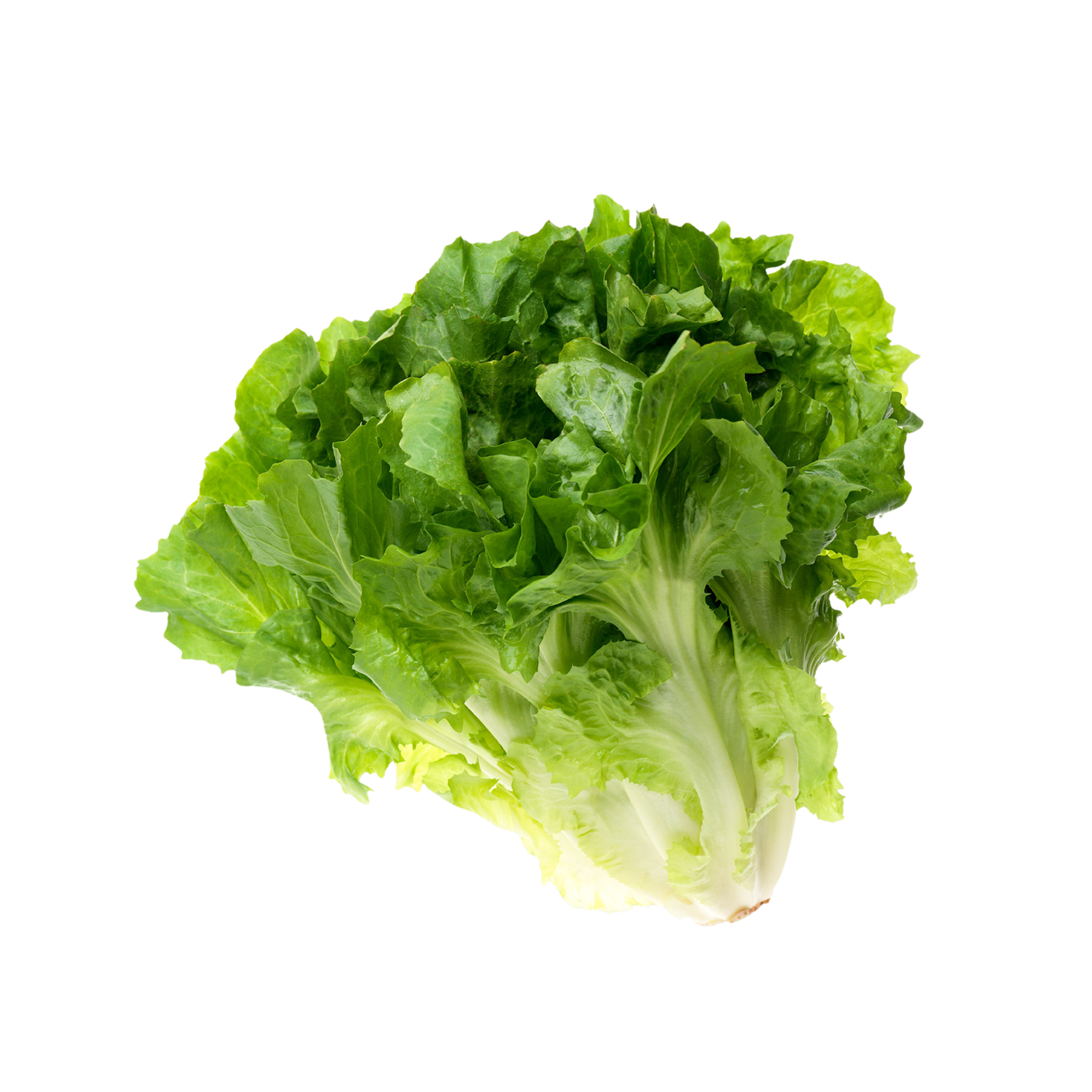 Escarole